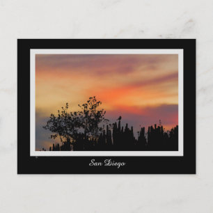 Carte Postale Orange rose de San Diego d'oiseau dramatique de