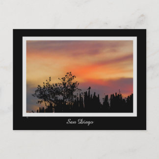 Carte Postale Orange rose de San Diego d'oiseau dramatique de