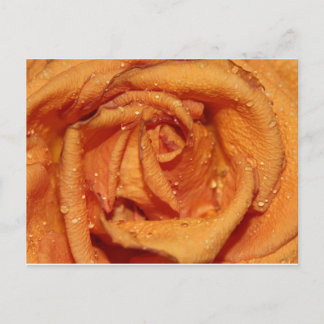 Carte Postale Orange Rose Dewdrops
