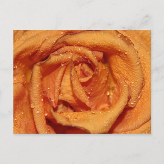Carte Postale Orange Rose Dewdrops (Devant)