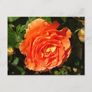 Carte Postale Orange Rose I Plutôt Floral