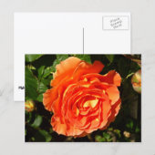 Carte Postale Orange Rose I Plutôt Floral (Devant / Derrière)