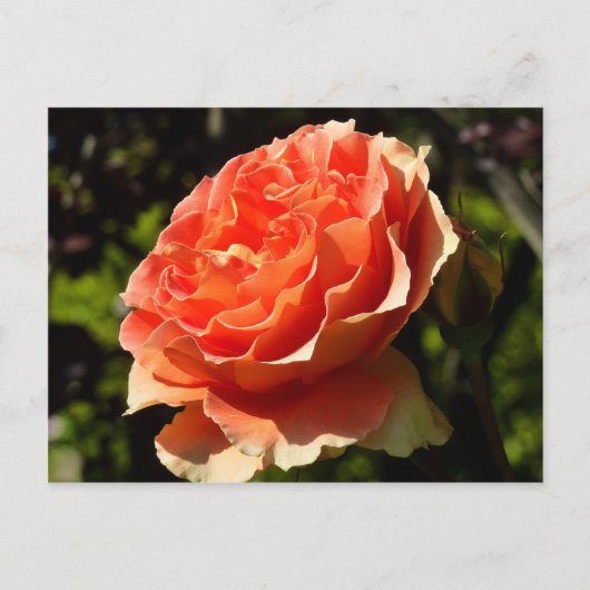 Carte Postale Orange Rose II Belle florale (Devant)