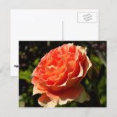 Carte Postale Orange Rose II Belle florale (Devant / Derrière)
