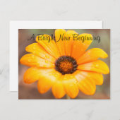 Carte Postale Orange Spring Flash Daisy Gros plan Photo personna (Devant / Derrière)