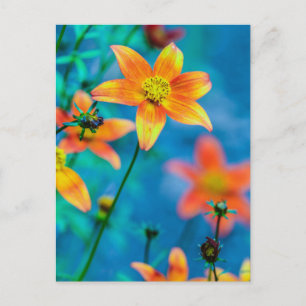 Carte Postale Orange Star Flower