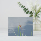 Carte Postale Orange sur le brin d'herbe (Debout devant)