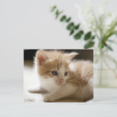 Carte postale Orange Tabby (Debout devant)