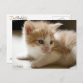 Carte postale Orange Tabby (Devant / Derrière)