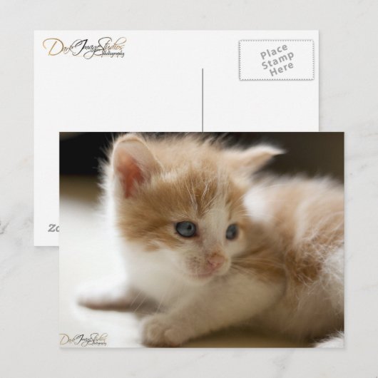 Carte postale Orange Tabby (Devant / Derrière)