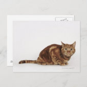 Carte Postale Orange Tabby (Devant / Derrière)