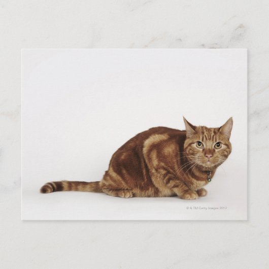 Carte Postale Orange Tabby (Devant)