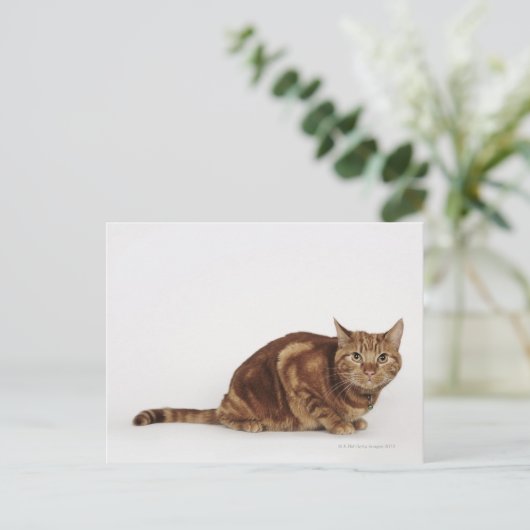 Carte Postale Orange Tabby (Debout devant)