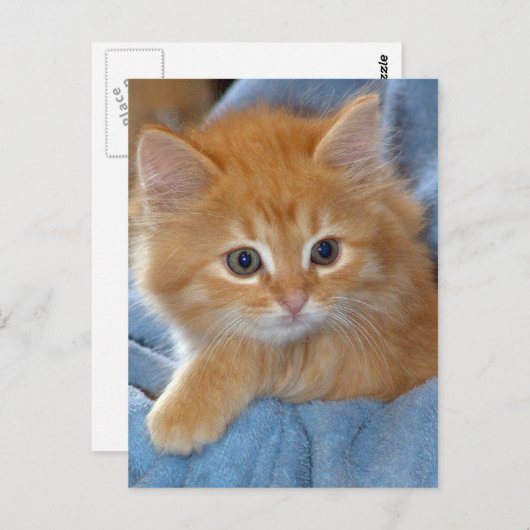 Carte postale Orange Tabby Kitten (Devant / Derrière)