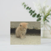Carte Postale Orange Tabby Kitten (Debout devant)