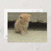 Carte Postale Orange Tabby Kitten (Devant / Derrière)