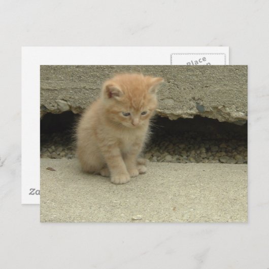Carte Postale Orange Tabby Kitten (Devant / Derrière)