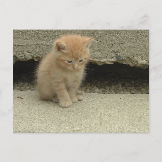 Carte Postale Orange Tabby Kitten (Devant)
