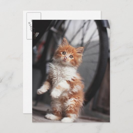 Carte Postale Orange Tabby Kitten (Devant / Derrière)