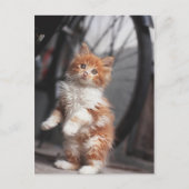 Carte Postale Orange Tabby Kitten (Devant)