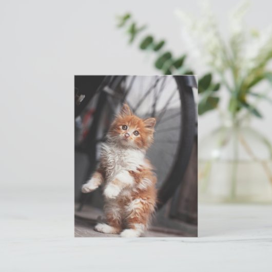 Carte Postale Orange Tabby Kitten (Debout devant)