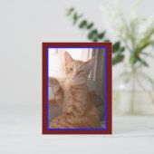 Carte postale Orange Tiger Kitty (Debout devant)