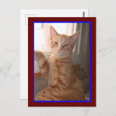Carte postale Orange Tiger Kitty (Devant / Derrière)