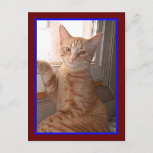 Carte postale Orange Tiger Kitty (Devant)