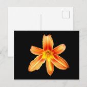 Carte postale Orange Tiger Lily (Devant / Derrière)
