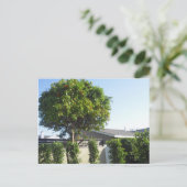 Carte postale Orange Tree (Debout devant)
