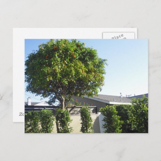 Carte postale Orange Tree (Devant / Derrière)