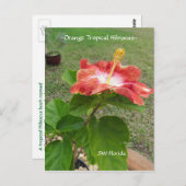 Carte postale Orange Tropical Hibiscus Flower (Devant / Derrière)