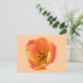 Carte postale Orange Tulip (Debout devant)