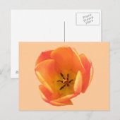Carte postale Orange Tulip (Devant / Derrière)