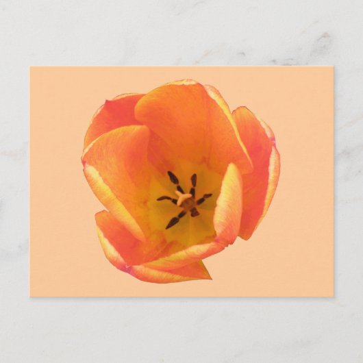 Carte postale Orange Tulip (Devant)