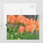 Carte postale Orange Tulips (Devant / Derrière)