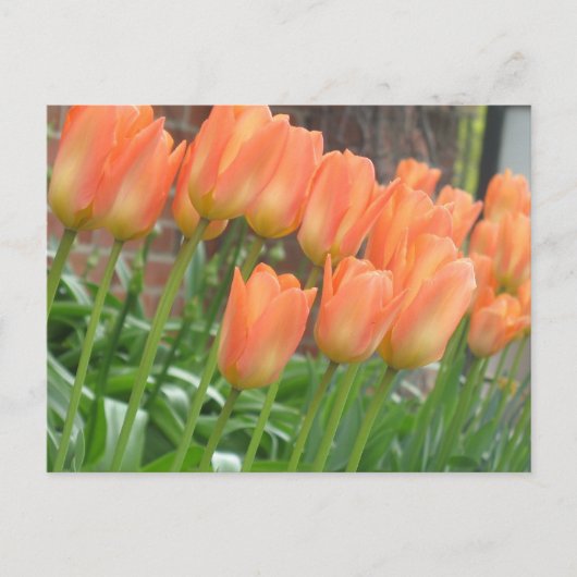 Carte postale Orange Tulips (Devant)