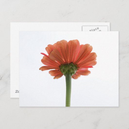 Carte postale Orange Zinnia (Devant / Derrière)
