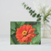 Carte postale Orange Zinnia (Debout devant)