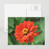 Carte postale Orange Zinnia (Devant / Derrière)