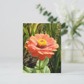 Carte postale Orange Zinnia (Debout devant)