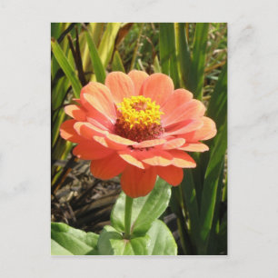 Carte postale Orange Zinnia