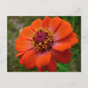 Carte Postale Orange Zinnia Fleur sauvage Nature Florale