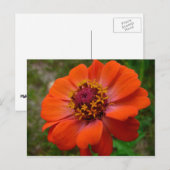 Carte Postale Orange Zinnia Fleur sauvage Nature Florale (Devant / Derrière)