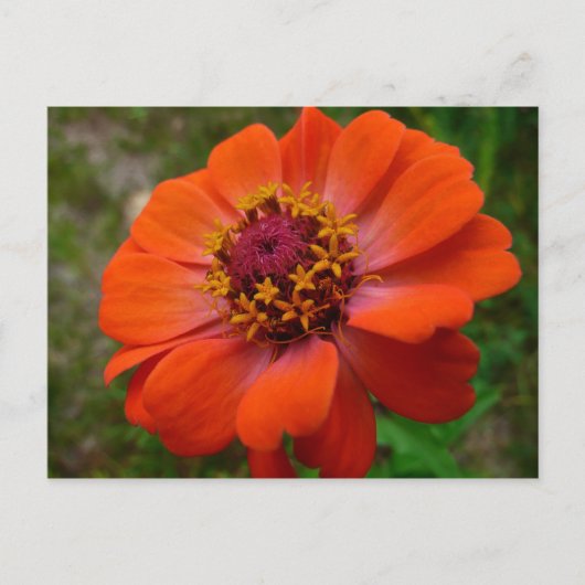 Carte Postale Orange Zinnia Fleur sauvage Nature Florale (Devant)