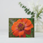 Carte Postale Orange Zinnia Fleur sauvage Nature Florale (Debout devant)