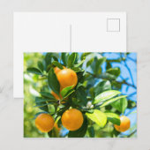 Carte Postale Oranger en fruits (Devant / Derrière)