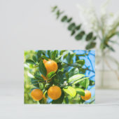 Carte Postale Oranger en fruits (Debout devant)