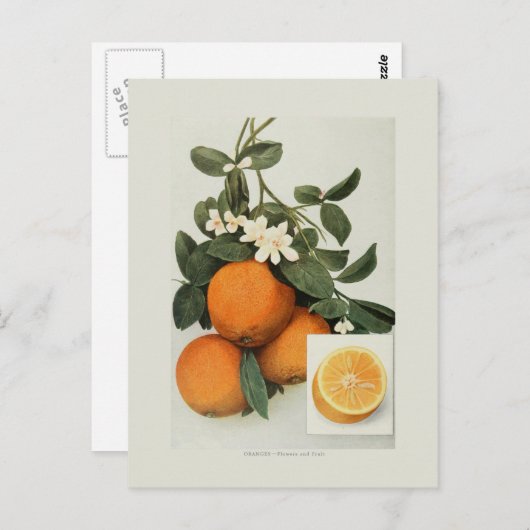 Carte Postale Oranges (Devant / Derrière)