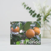 Carte postale Oranges (Debout devant)